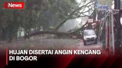 Detik-Detik Pohon Tumbang Tutup Jalan Usai Hujan Angin di Bogor