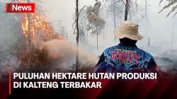 Puluhan Hektare Hutan Produksi di Kalteng Hangus Terbakar