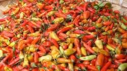 Kenaikan Harga Cabai Rawit Domba di Majalengka Tak Terbendung, Rp120.000 per Kg<