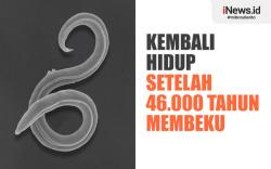 Infografis Cacing Purba Hidup Kembali Setelah 46.000 Tahun Membeku