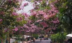 Viral Tabebuya Bermekaran Hiasi Magelang, Serasa Menikmati Jalanan Negeri Sakura