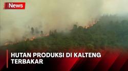 Puluhan Hektare Hutan Produksi di Kalteng Dilalap Api, Petugas Kewalahan