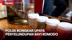 Terungkap Penyelundupan Bayi Komodo di Labuan Bajo Libatkan 4 Warga, Ini Perannya<