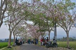 Menikmati Suasana Jalan Magelang yang Dipenuhi Bunga Tabebuya Bermekaran