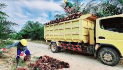 bumn_ptpn_iii_akan_mendirikan_subholding_palm_co_d