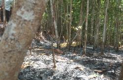 Gunungkidul Gempar, Seorang Kakek Ditemukan Tewas di Lokasi Kebakaran Lahan<