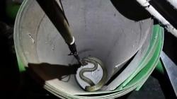 Heboh Ular King Kobra 3 Meter Sembunyi di Gudang Rumah Sakit Palangkaraya<