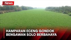 Hamparan Eceng Gondok di Bengawan Solo Ternyata Berbahaya, Begini Faktanya
