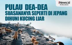Infografis Pulau Dea-Dea Suasananya seperti di Jepang Dihuni Kucing Liar 