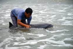 Momen Lumba-Lumba Fraser Dievakuasi saat Terdampar di Pantai Pasir Jambak