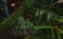Hujan Lebat Landa Pamulang Tangsel, Pohon Pisang Bertumbangan