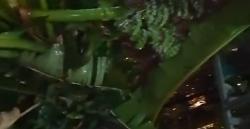Hujan Lebat di Pondok Benda Pamulang, Pohon Pisang Bertumbangan