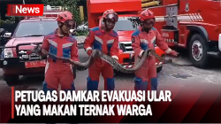 Petugas Damkar Evakuasi Ular Sanca Sepanjang 3 Meter yang Kerap Mangsa Ternak