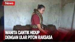 Potret Wanita Cantik di Jombang Hidup dengan Ular Piton Raksasa 