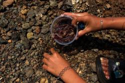 Berburu Cacing Laut di Kolaka, Harga Jual Rp60 Ribu per Kilogram