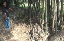 Kudus Gempar, Bayi Baru Dilahirkan Dibuang di Bawah Rumpun Bambu