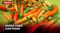 Cabai Mahal, Warga Parepare Tanam Sendiri di Pekarangan Rumah