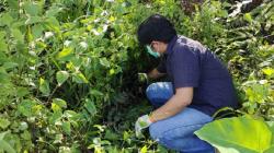 Heboh Mayat Bayi Dalam Kantong Plastik di Semak-Semak Daerah Melawi, Tali Pusat Masih Menempel