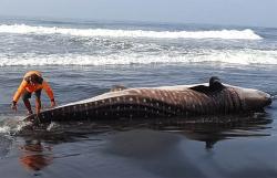 Hiu Paus Mati Terdampar di Pantai Garongan Kulonprogo<
