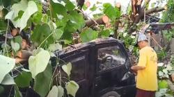 Pohon Tumbang Timpa Mobil hingga Lapak Pedagang di Lombok Barat