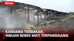 Ribuan Bebek Petelur Mati Terpanggang usai Kandangnya Terbakar di Jombang