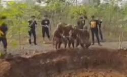 Viral Mahasiswa Lompat ke Kubangan Lumpur, Pihak Kampus Tegaskan Bukan Perpeloncoan