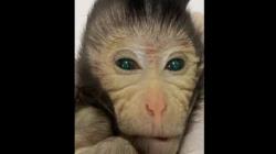 China Berhasil Ciptakan Monyet lewat Proses Rekayasa, Bermata Hijau dan Jari Bersinar