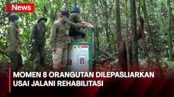 Usai Jalani Rehabilitasi di Nyaru Menteng 8 Orangutan Dilepasliarkan di Bukit Batikap