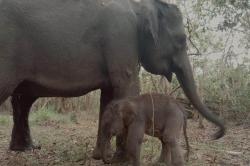Riska, Gajah Sumatera di Taman Nasional Way Kambas Lahirkan Anak Kedua<