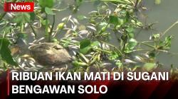 Ribuan Ikan Mati Diduga Karena Ledakan Populasi Eceng Gondok di Bengawan Solo