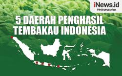 Infografis 5 Daerah Penghasil Tembakau Indonesia
