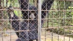 Viral Isu Owa di Medan Zoo Mati, Ini Faktanya<