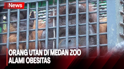 Alami Obesitas, 1 Orang Utan di Medan Zoo Dievakuasi 