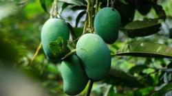 Sukabumi Panen Raya Buah Mangga, Harga Anjlok hingga Rp2.000-4.000 per Kg<
