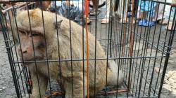 7 Hari Monyet Teror Warga Cibeber Cimahi, Berhasil Ditangkap Damkar<