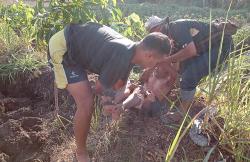 2 Lansia di Bantul Terluka Diserang Kawanan Tawon Tanah