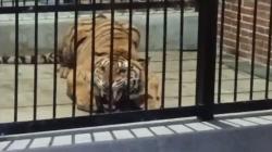 Mengenaskan, Penjaga Harimau Milik Pengusaha di Samarinda Tewas Diterkam