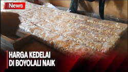Harga Kedelai di Boyolali Naik, Perajin Tempe Perkecil Ukuran 