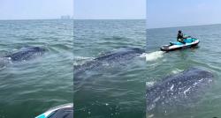 Viral, Muncul Hiu Paus Tutul di Laut Jakarta, Netizen: Keren, Kepulauan Seribu Saja Belum Ada