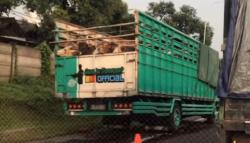 Kecelakaan di Tol Tembalang Semarang, Truk Muat Sapi Tabrak 2 Mobil Patroli Jasa Marga