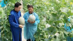 Melon Terberat di Indonesia Ada di Semarang, Ini Penampakannya<