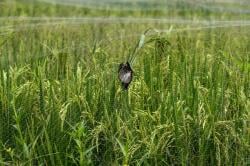 Persawahan di Mojokerto Diserang Hama Burung Pipit