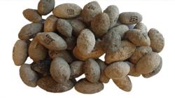 Ratusan Alat Perang Berusia 7.200 Tahun Ditemukan di Israel, Jadi Tertua di Dunia