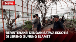 Jalan-Jalan ke Lereng Gunung Slamet Sambil Berinteraksi dengan Satwa Eksotis