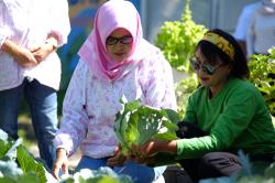 Kisah KWT Srikandi di Mrican Caturtunggal, Sukses Bertani di Kota bersama BRI
