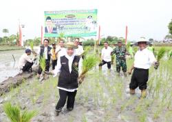 Panen dan Tanam Padi Bersama, Gubernur Khofifah Ajak Wujudkan Kedaulatan Pangan Indonesia<