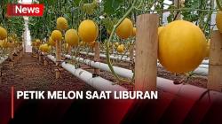 Alternatif Liburan Petik Buah Melon di Tengah Kampung