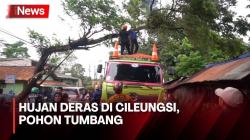 Pohon Tumbang di Jl Raya Cileungsi-Jonggol Akibatkan Kemacetan 6 Km