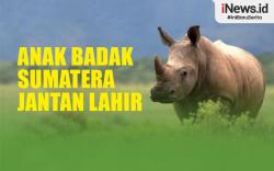 Infografis Anak Badak Sumatera Jantan Lahir di Taman Nasional Way Kambas Lampung