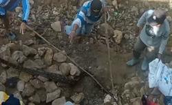 Ular Piton 3 Meter Gegerkan Warga Sampang, Sempat Serang Pekerja Jembatan